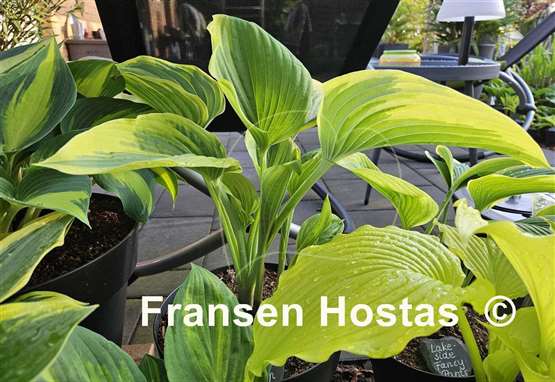 Hosta Stag's Leap